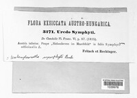 Pucciniastrum symphyti image